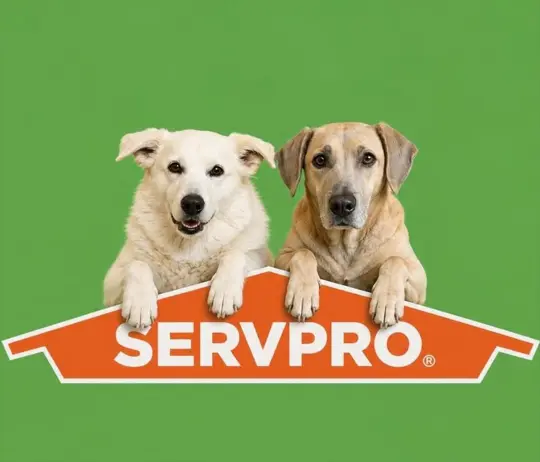 Foxy and Luna, team member at SERVPRO of Claremont, Sunapee, Newfound Lake