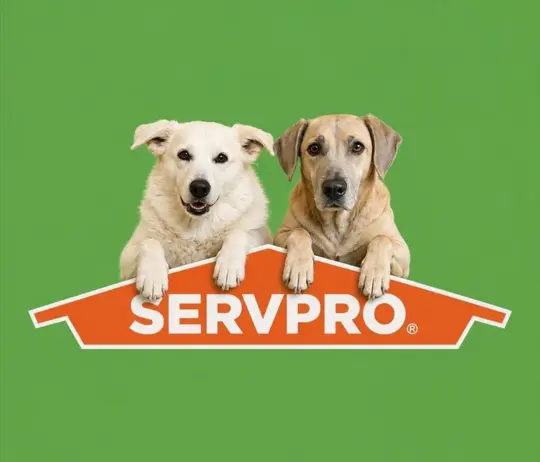 Foxy and Luna, team member at SERVPRO of Lebanon / Hanover / Littleton