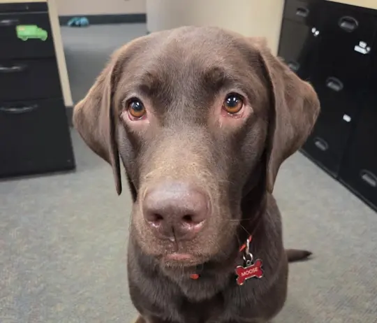 Moose , team member at SERVPRO of Brighton, Howell, Highland, White Lake, Commerce, Novi, Bloomfield