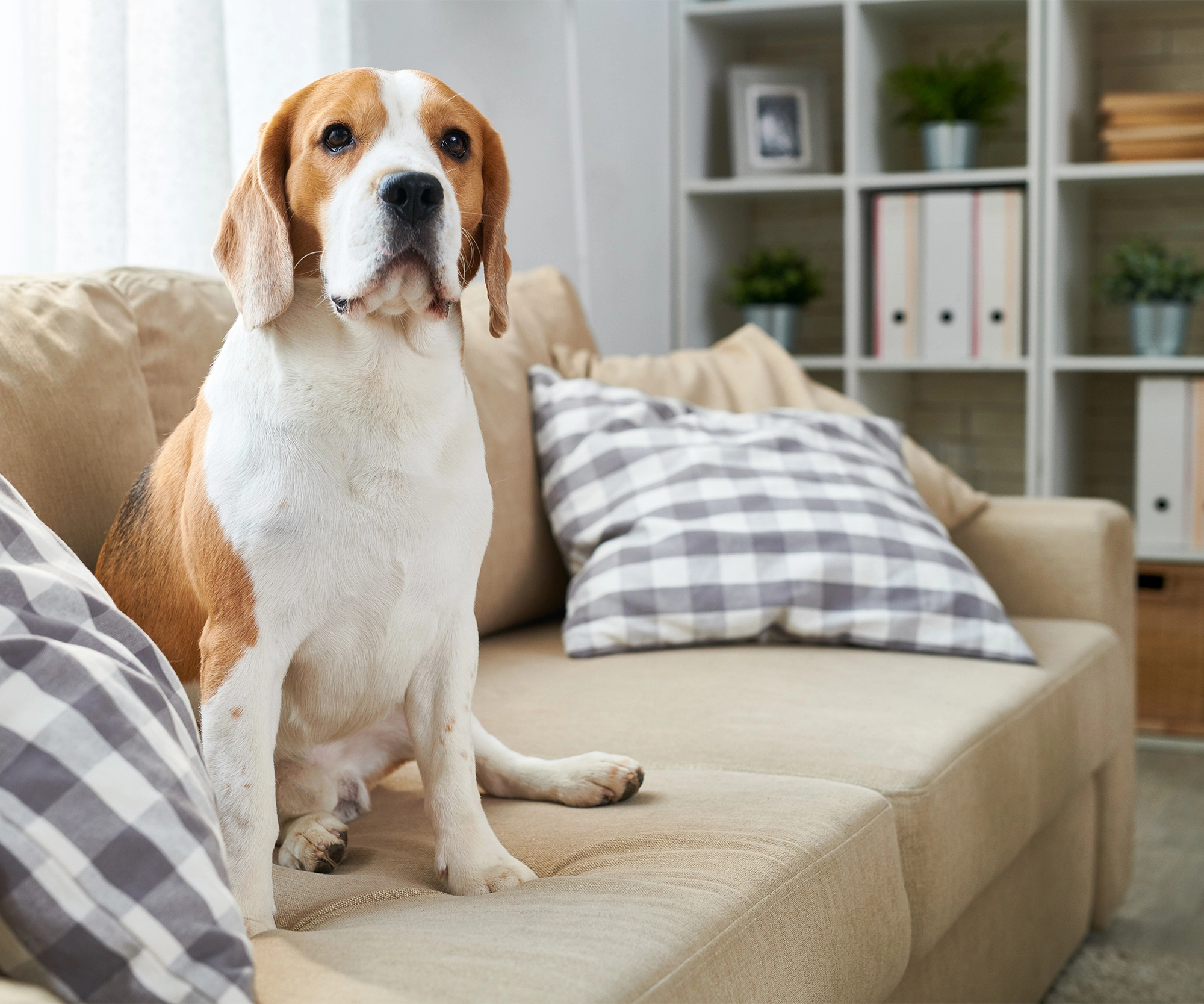 Remove pet odor from furniture hotsell