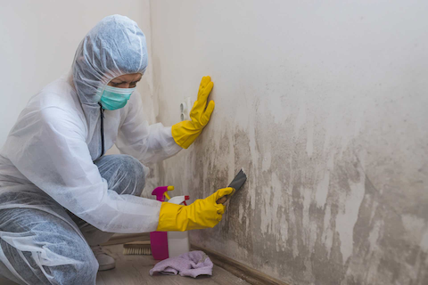 mold-remediation.png