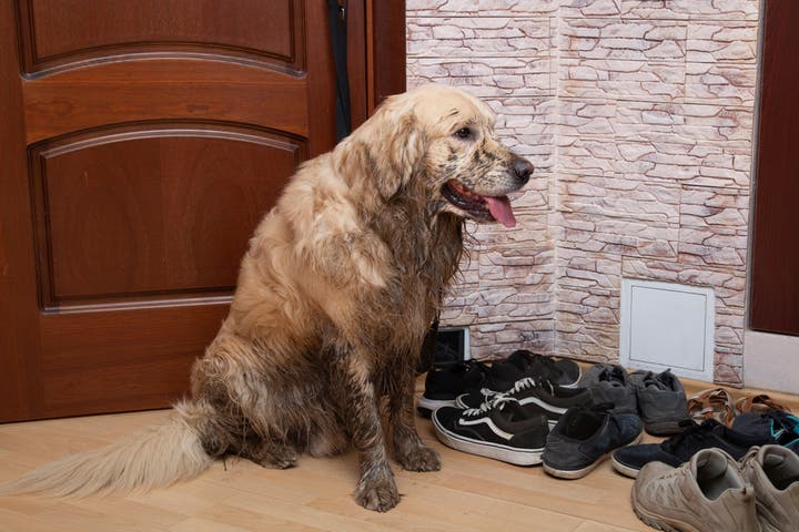 Springfield  residential odor cleaning services