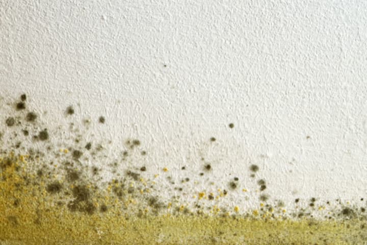 Attic Mold Removal: Causes, Signs and Safe Solutions