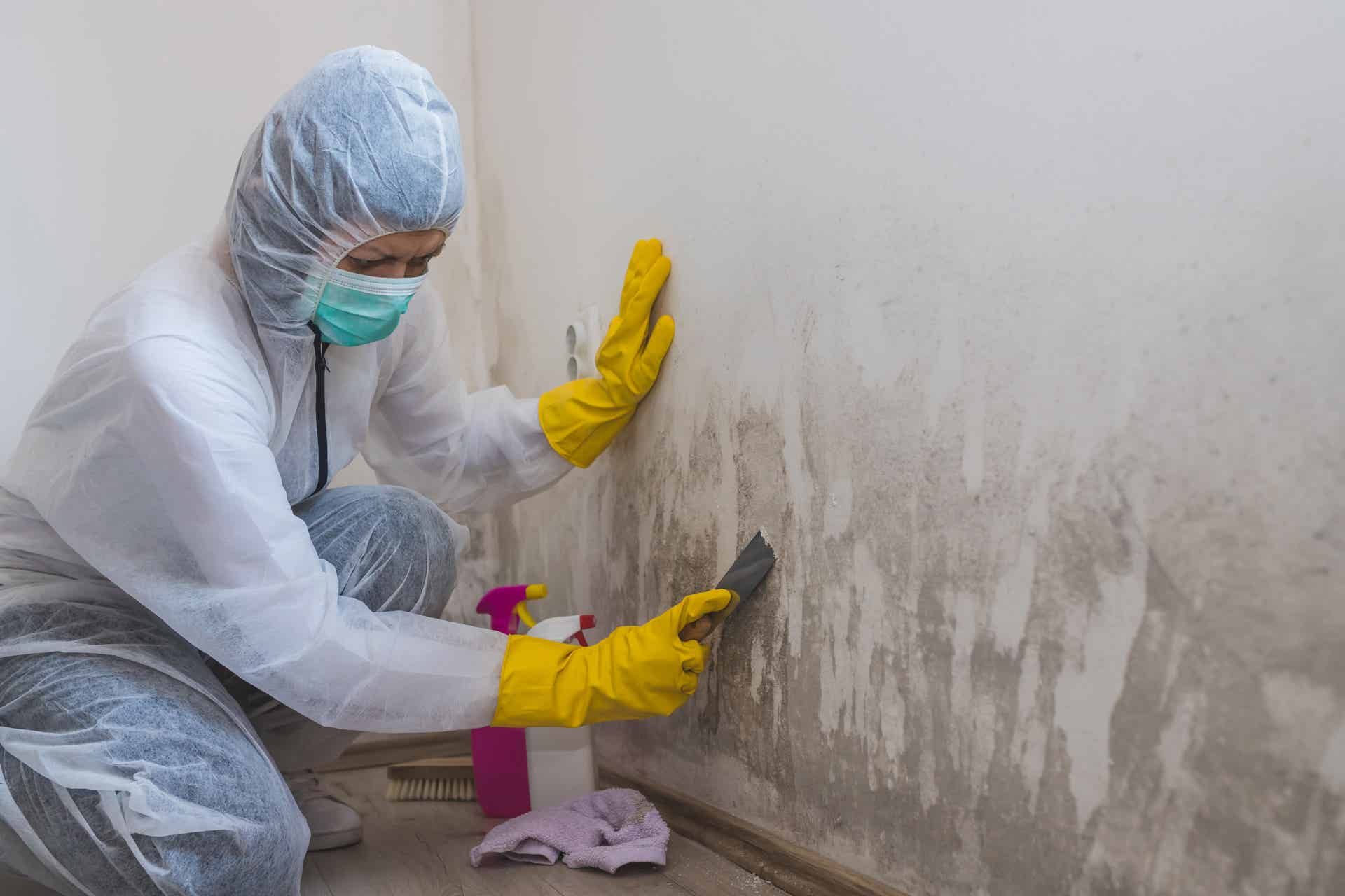 Mold Guide: Types of Mold