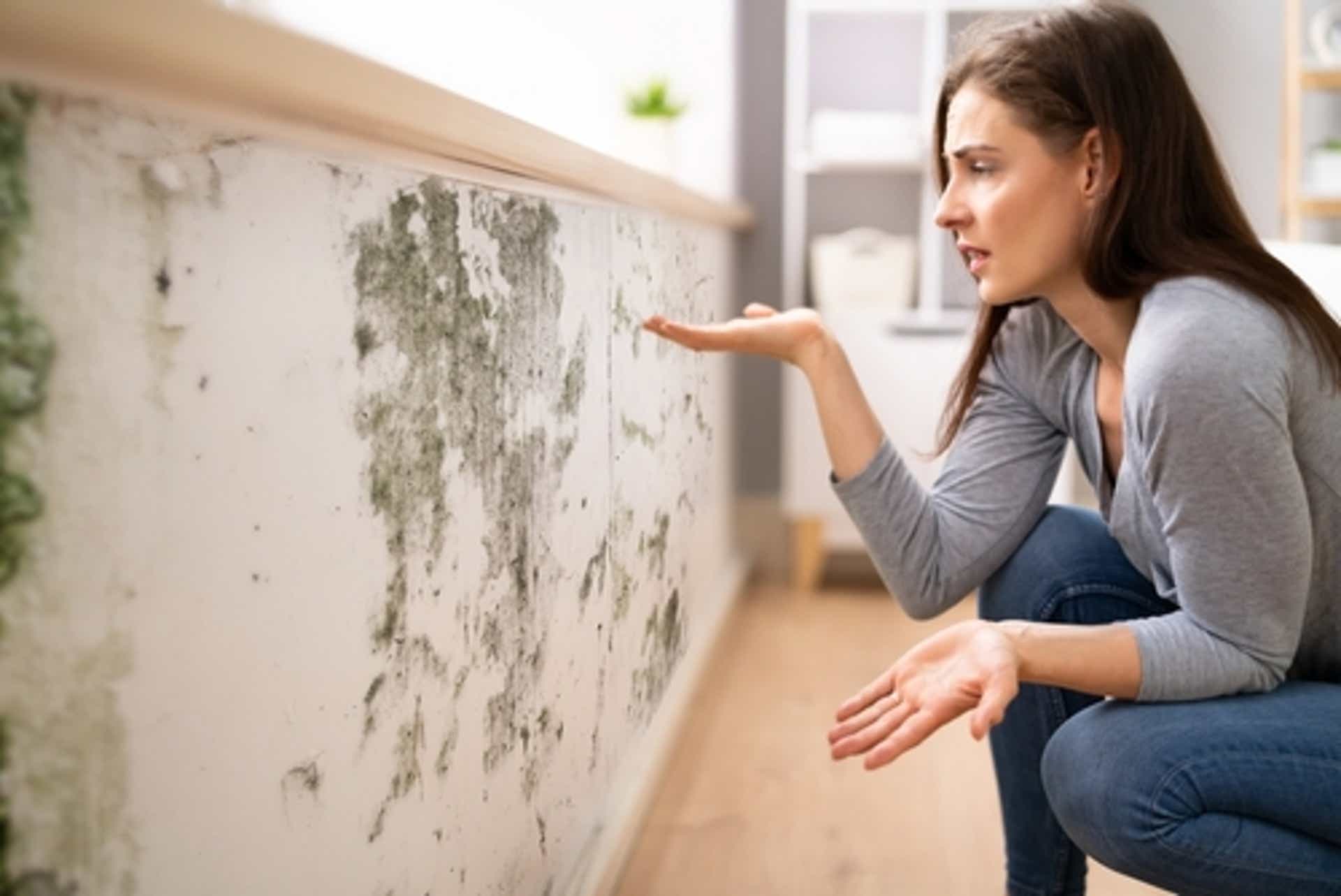 Mold remediation or mold removal. Is there a difference? 