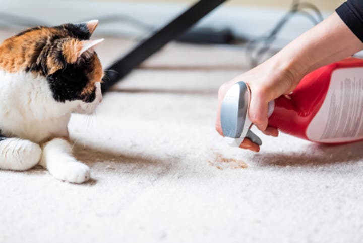How to Remove Pet Odor from Your Home