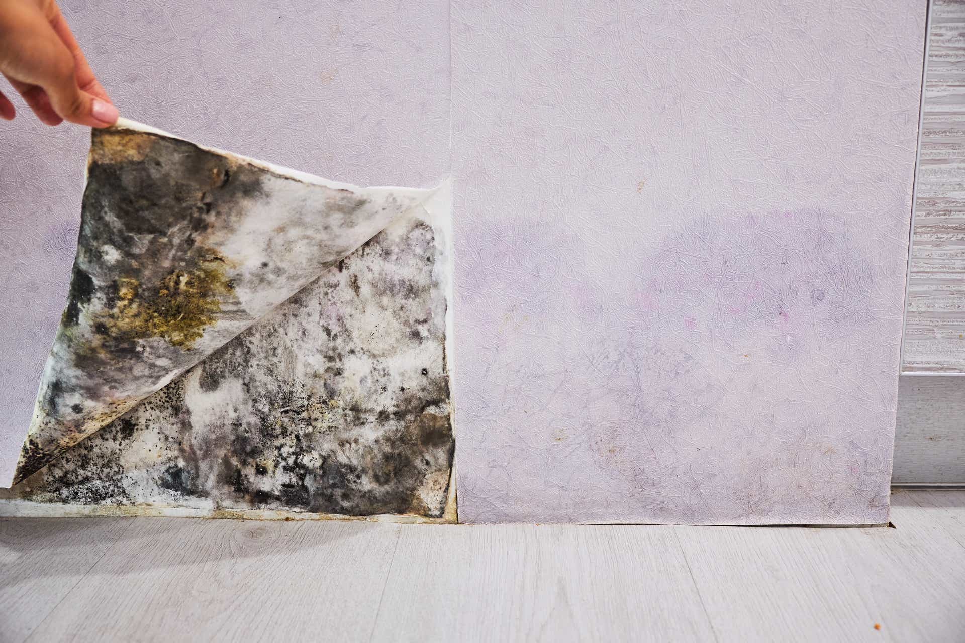 Mold_Under_Wallpaper.jpg