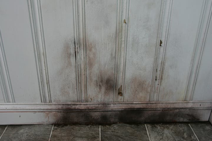 Resources - What Is Black Mold